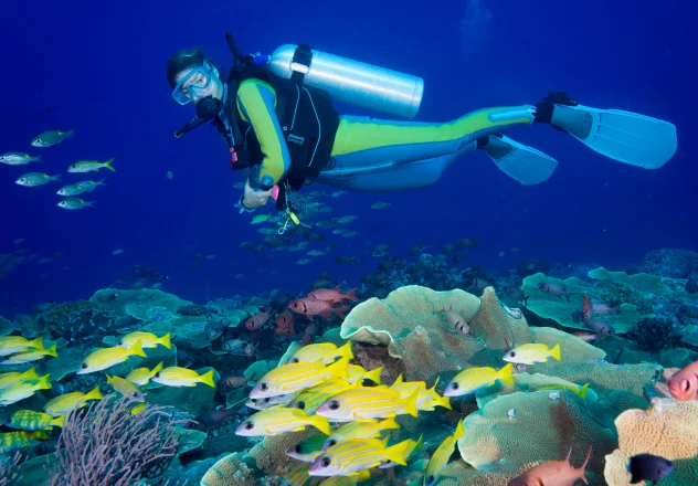 Diver watching schools of fish in Halmahera's waters